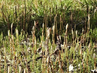 DSCN6860 (4).JPG